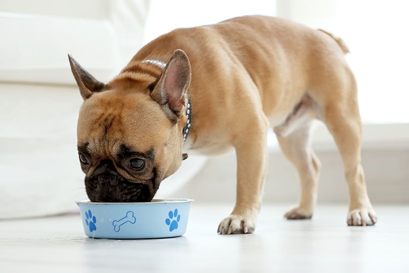 Small dog eating from a blue bowl.