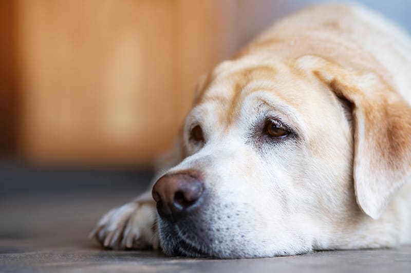 Lung Cancer Symptoms in Dogs | Clemmons Vet