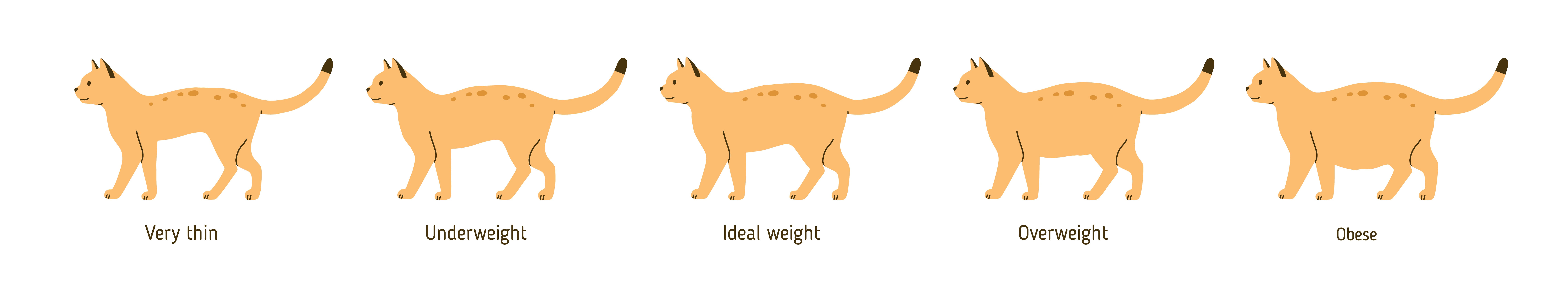Overweight cat chart, Clemmons Vet 