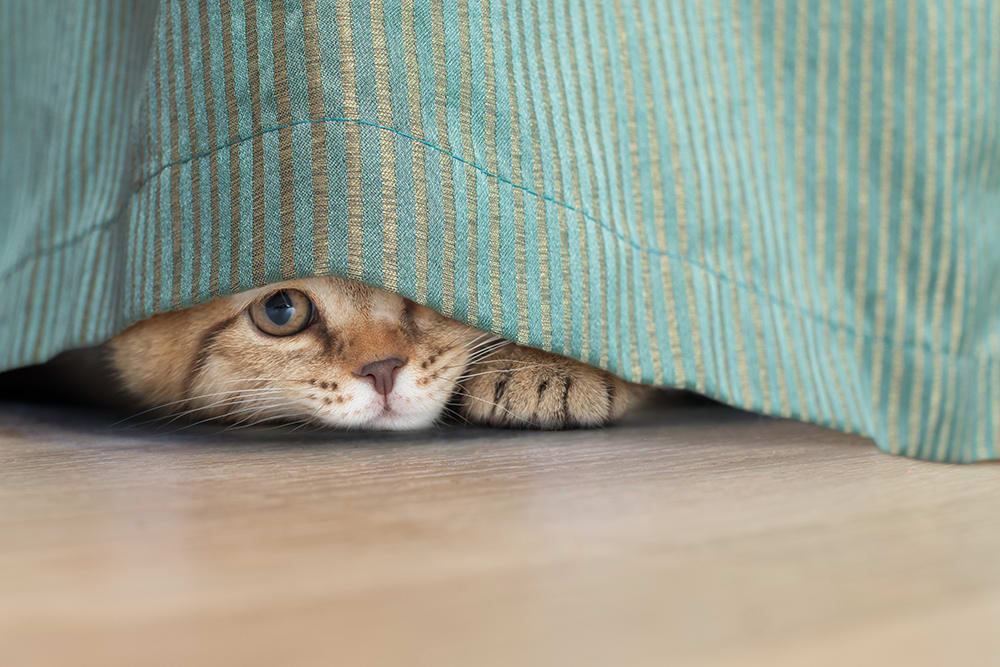 Cats will often hide when in pain. Cat peeking out from under sofa