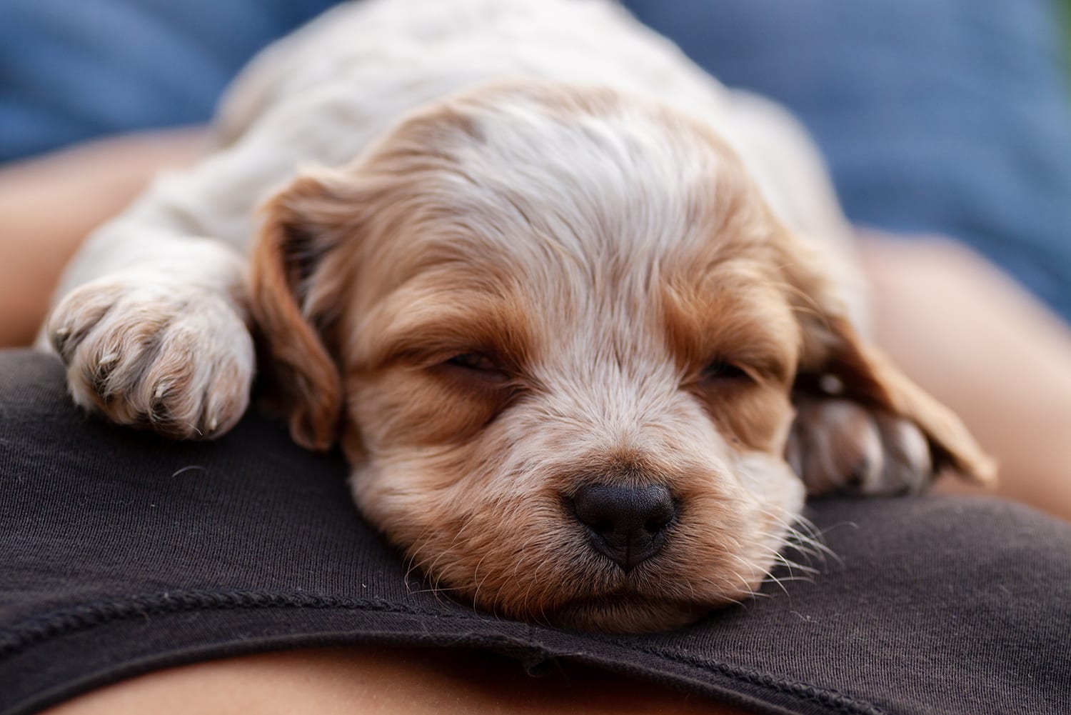 Golden puppy facing camera, eyes closed, napping on owner's lap.